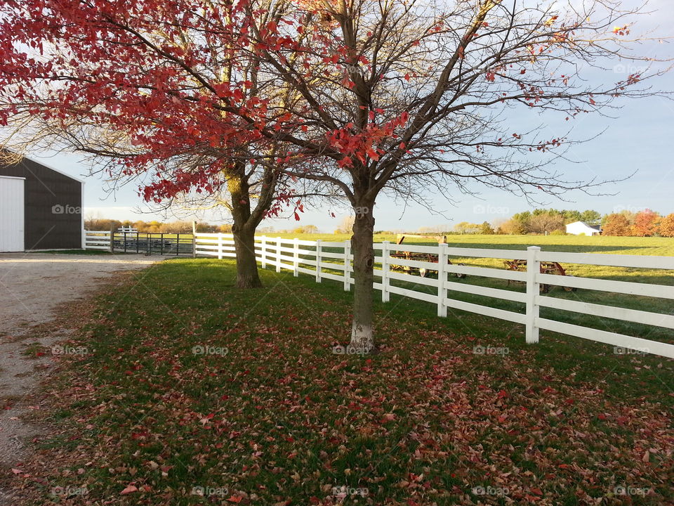 autumn farm pasture barn