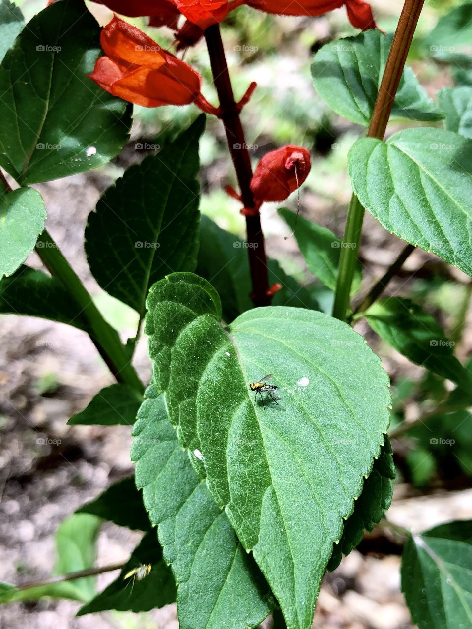 Iridescent sweat bee and shadow on green salvia leaf in bright sunshine 
