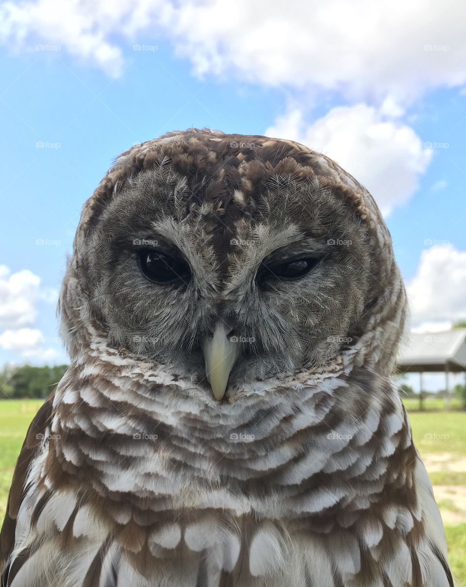 Portrait of a owl