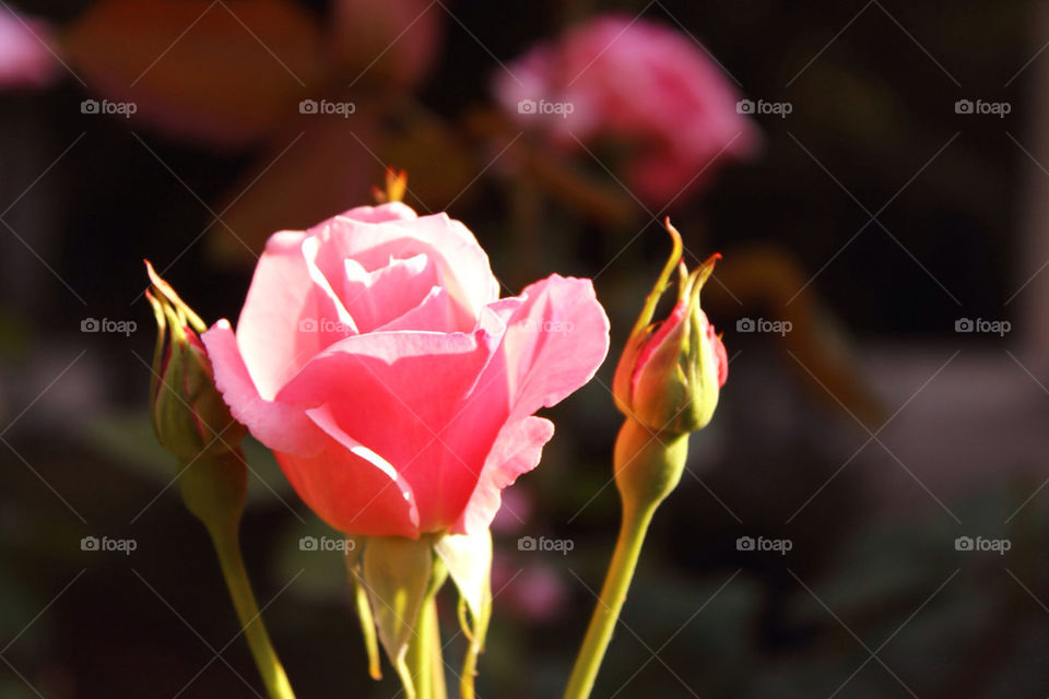 ROSE AND ROSEBUD