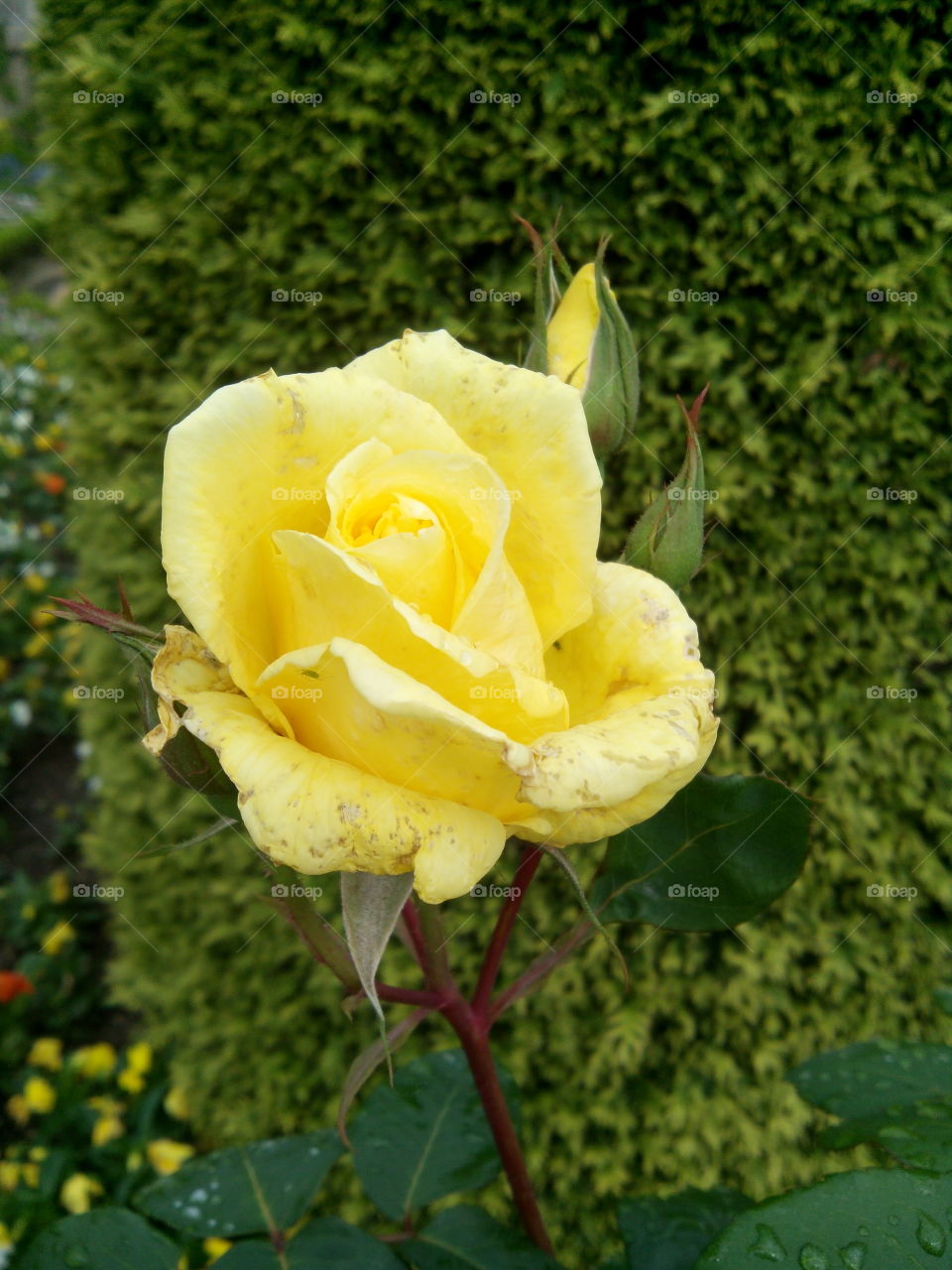 rosa . flor do meu jardim