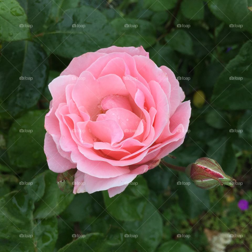 Pink rose