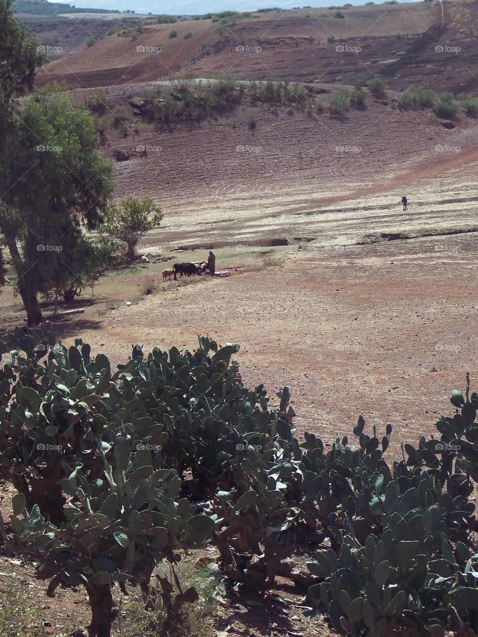 Moroccan landscape