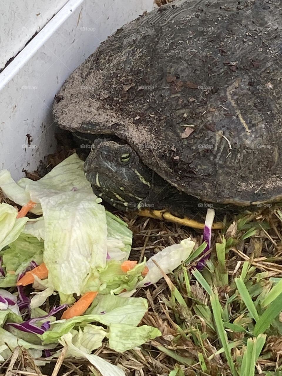 Beautiful big turtle 🐢