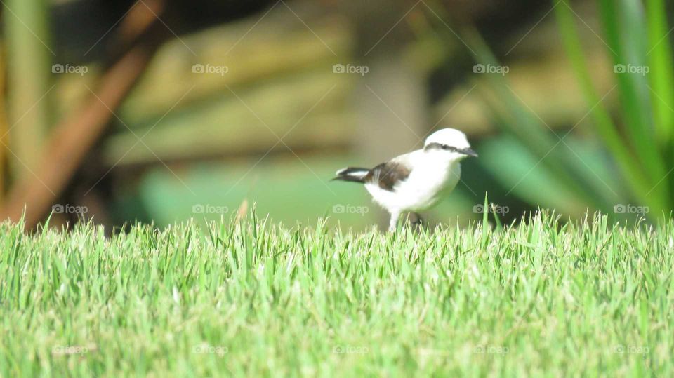 white and small bird