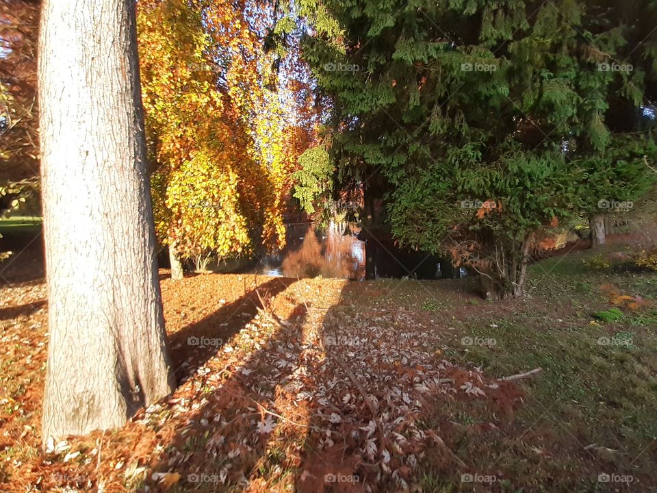 autumn in the park
