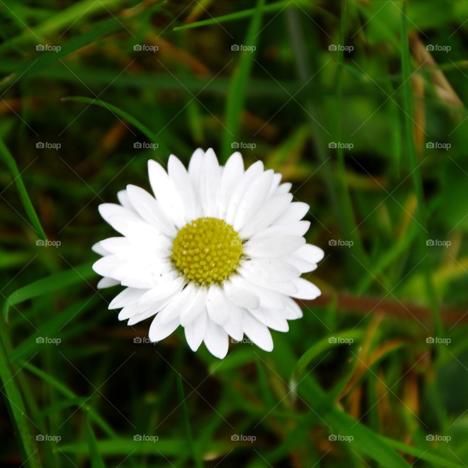 Daisy