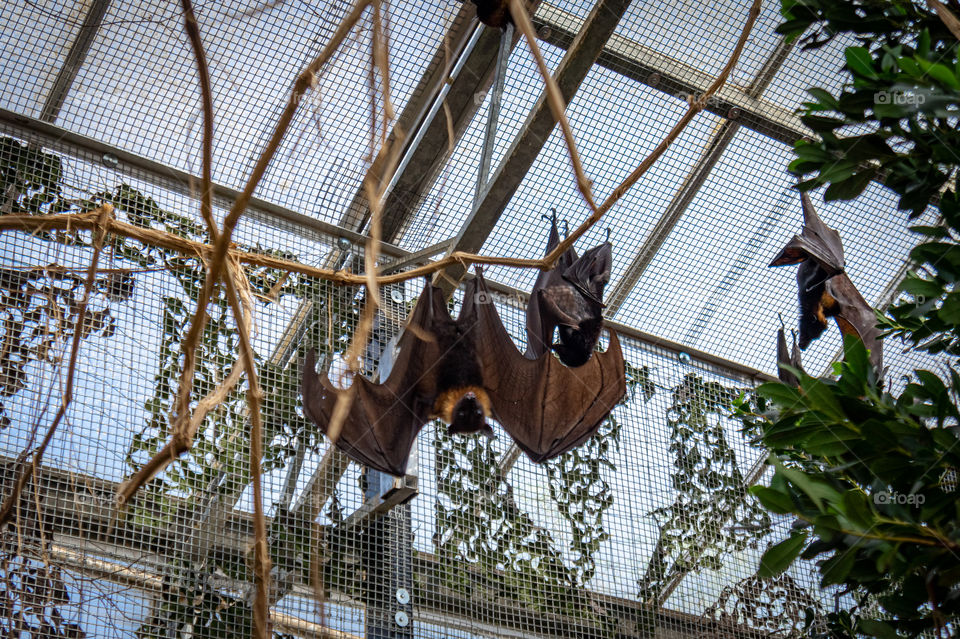 Hanging bat that spreads its wings