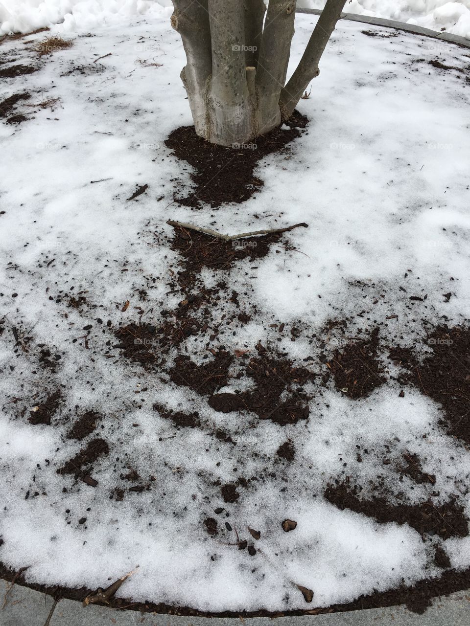 Snow around tree