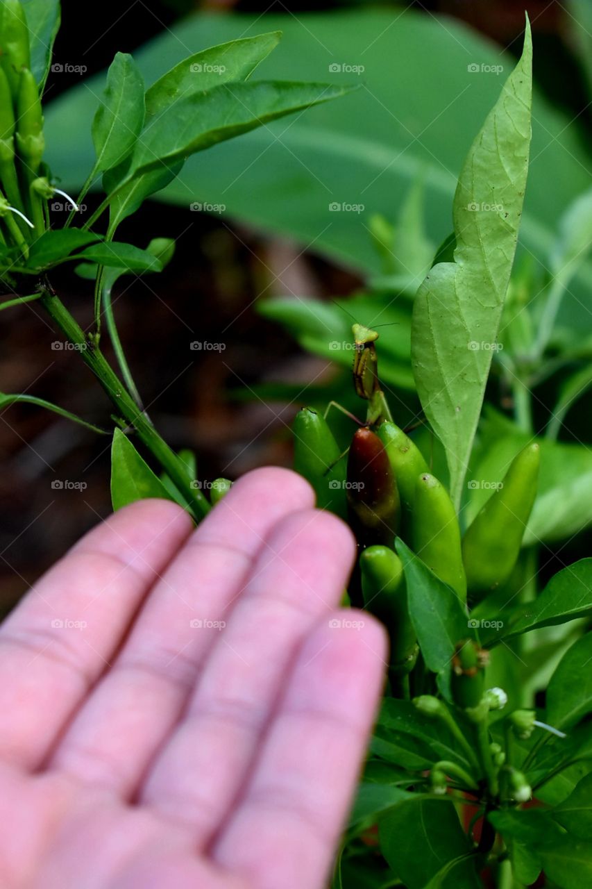 wild insect in the garden