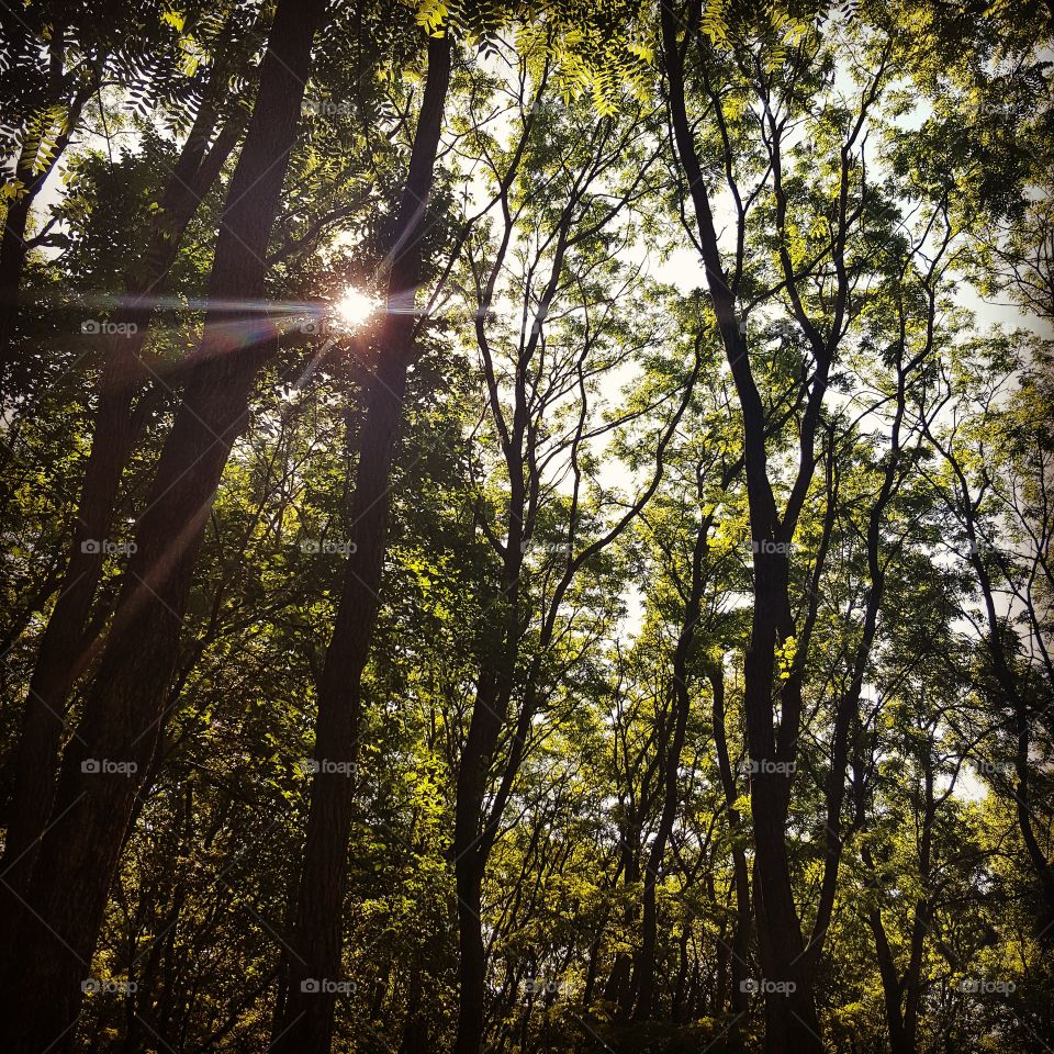 Sunlight coming through the trees is one of the most beautiful things...