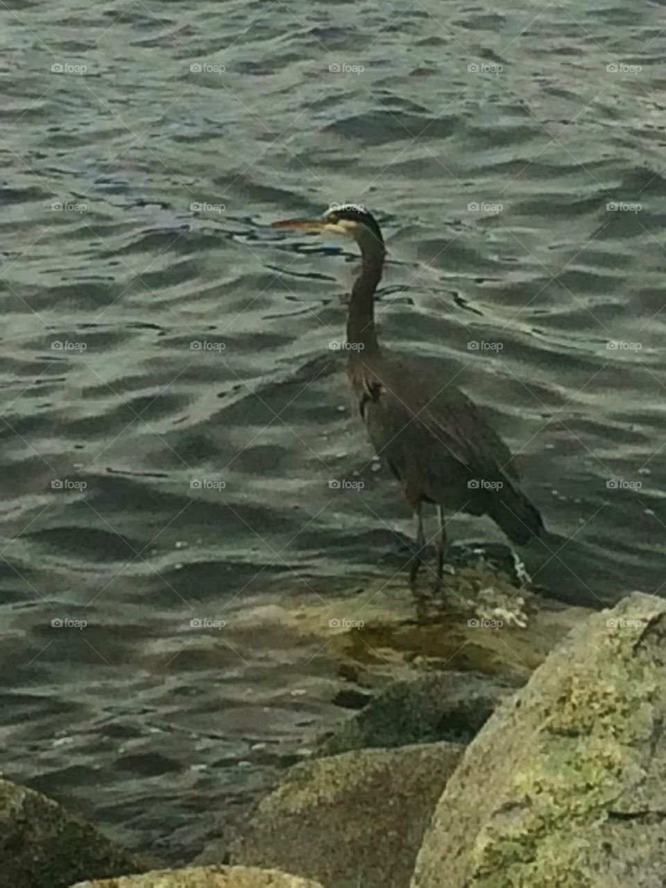 Heron