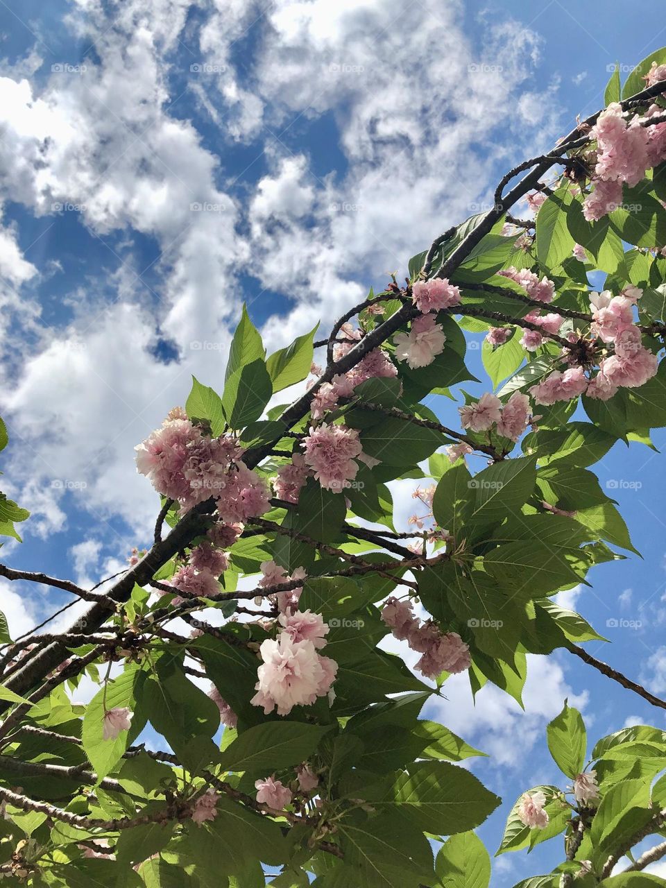 Blue sky with flower branches 🌿