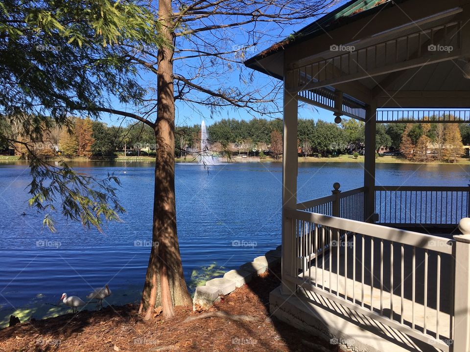 No Person, Water, Wood, Lake, Tree