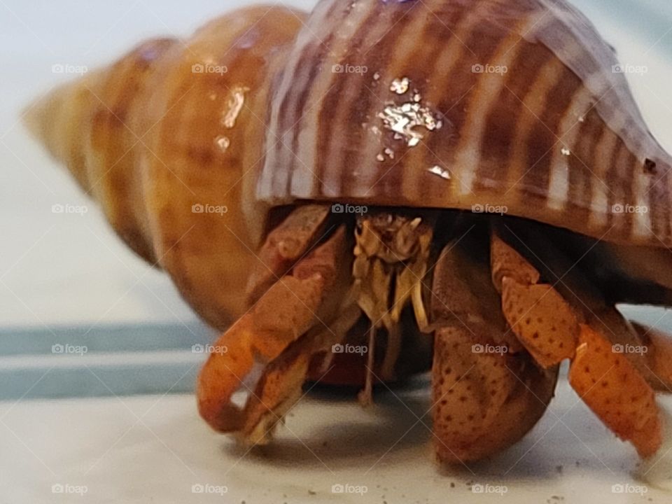 hermit crab