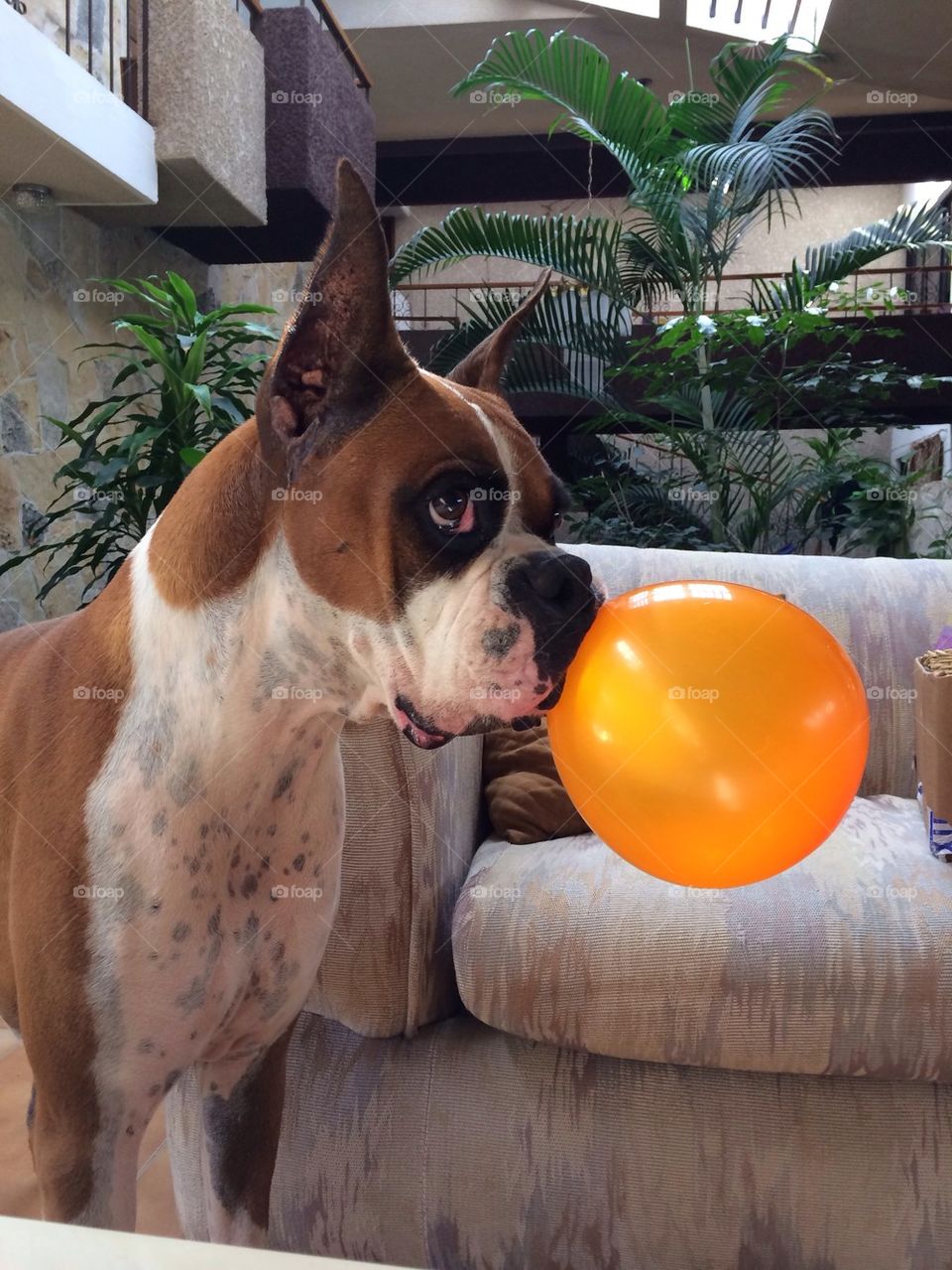 Puppy with an orange balloon 