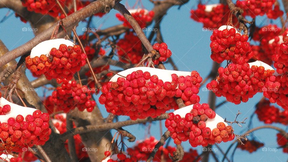 winter rowan