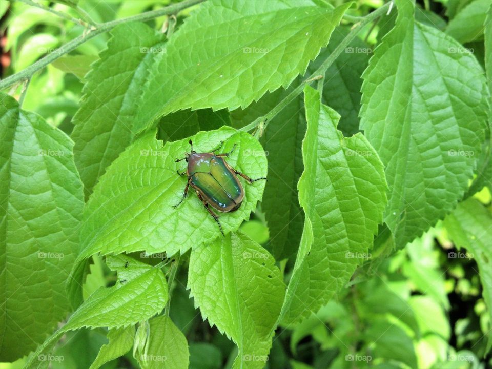 June bug on a leaf