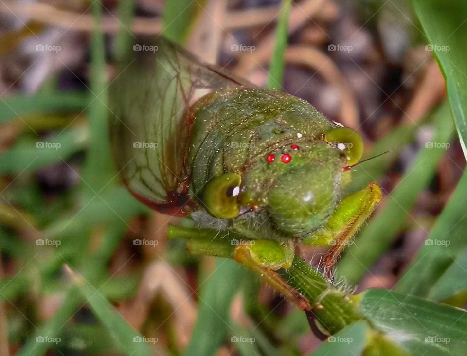 grasshopper photo