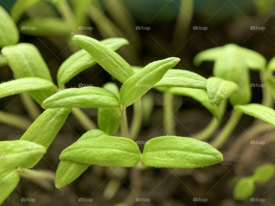 Young shoots of paprika in the ground, growing plants