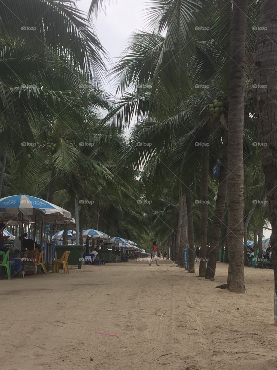 The tree in the beach 