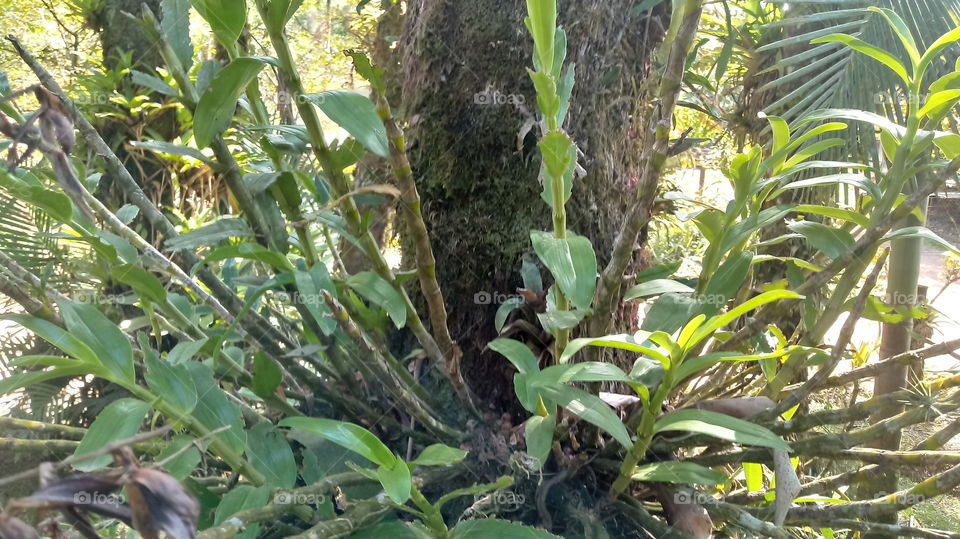 ORQUÍDEAS NO TRONCO