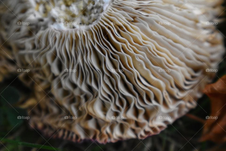 I went mushroom hunting with a coworker at Powerscourt Gardens just outside of Dublin.  I have always found the biology of Fungi fascinating, the design and structure of the underside of a mushroom cap are on display here.