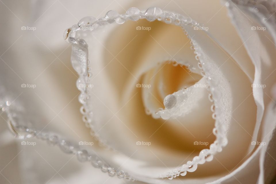 White Rose With Water Drops