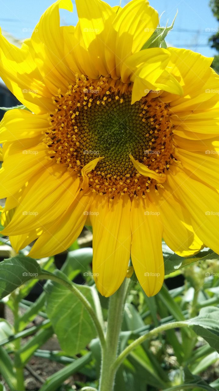 Close-up of sunflower