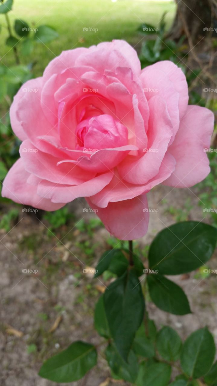 Pretty pink flower in bloom