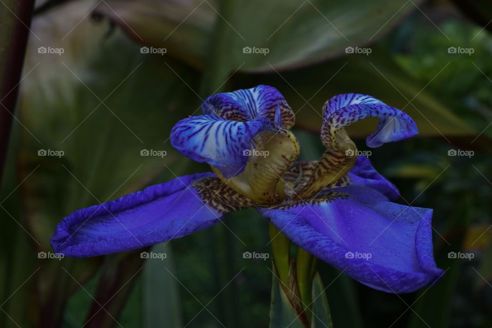 Exotic flower/Flor exótica.