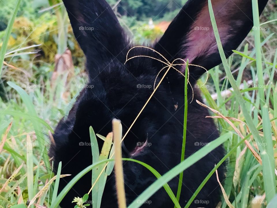 Black Rabbit is the animal just find to eat grass and fruit. 