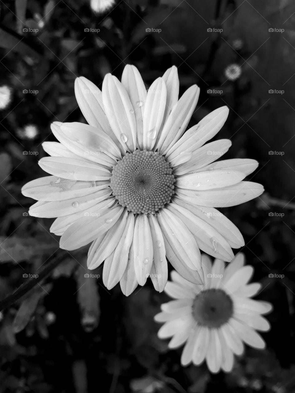 Raindrops on beautiful Daisy...