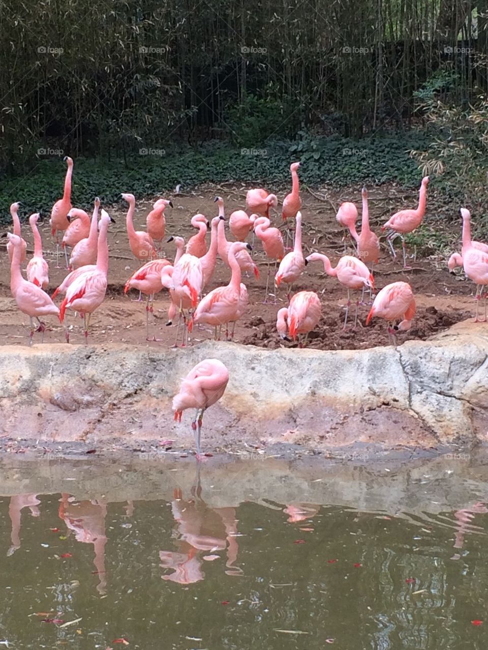Pink Flamingis