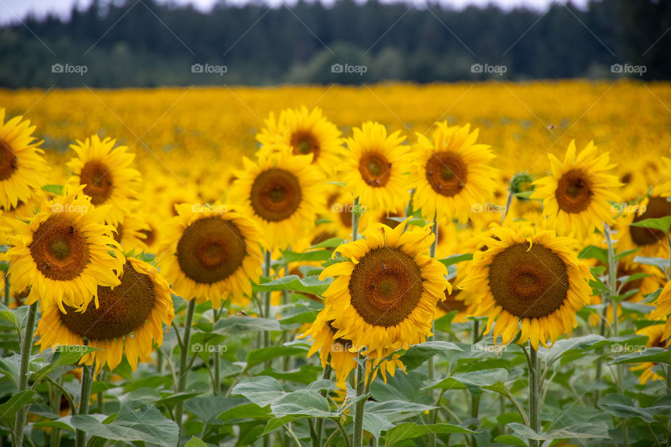 Sunflowers Field