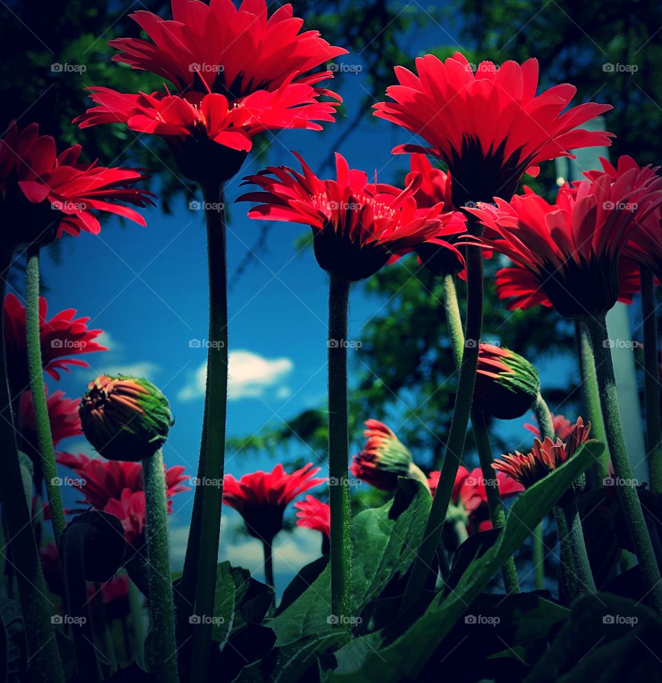Pink flowers in the sky