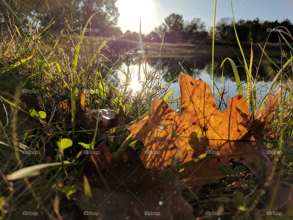 Fall Leaf