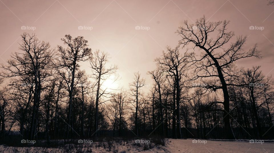 Silhouette of trees in winter