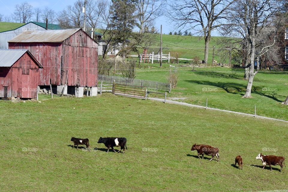 A relaxing day on the farm 