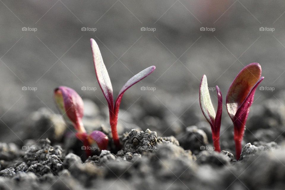 Plants seen from the ground in spring 