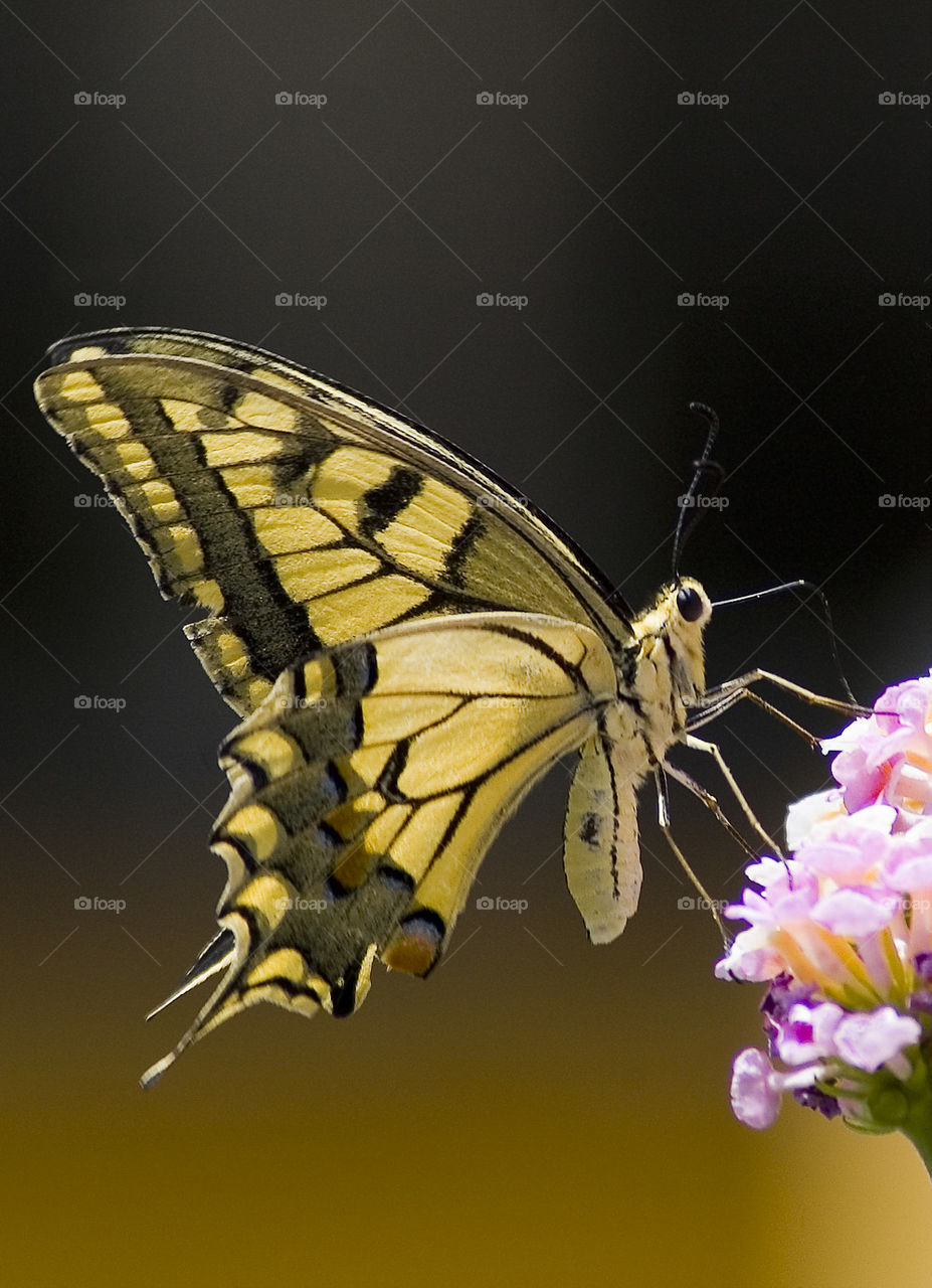 Papilio machaon