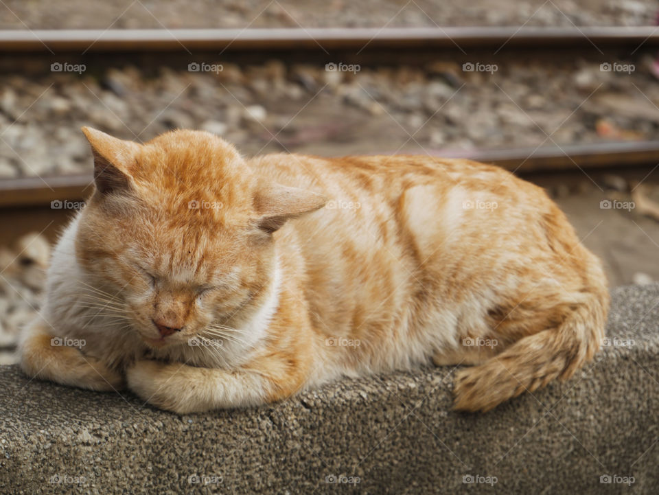 Overly cat sleeping on the side of train tracks