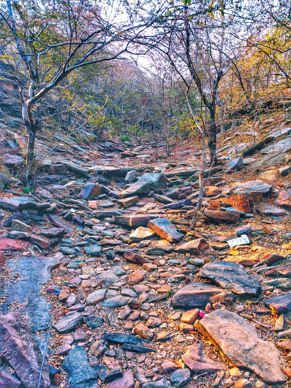 The Pathway in Jungle