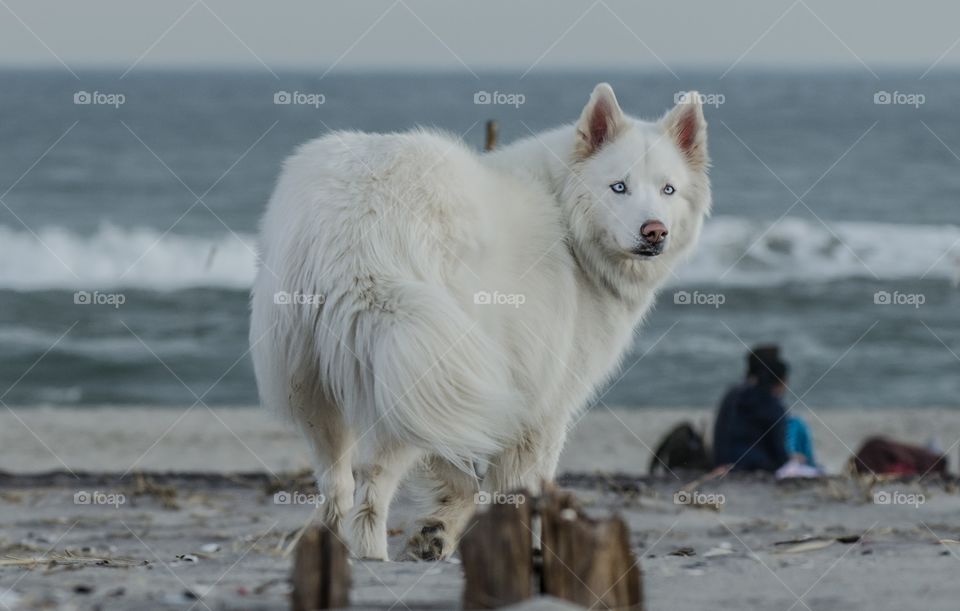 View of dog looking back