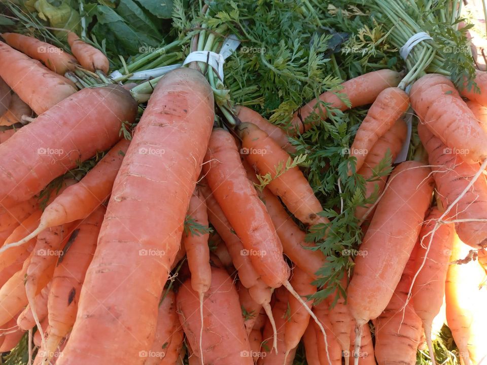 Fresh carrots