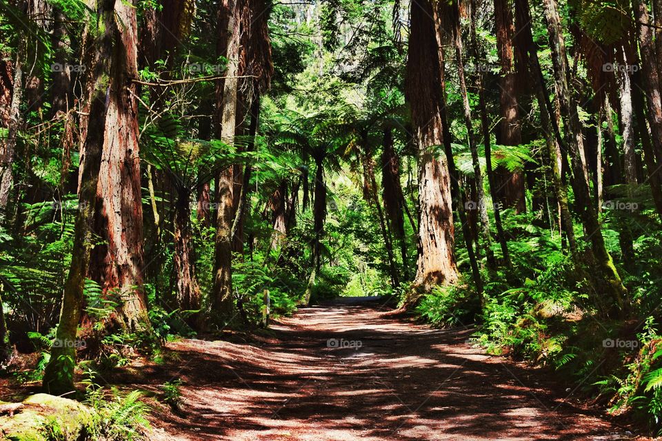 Rotorua Redwoods