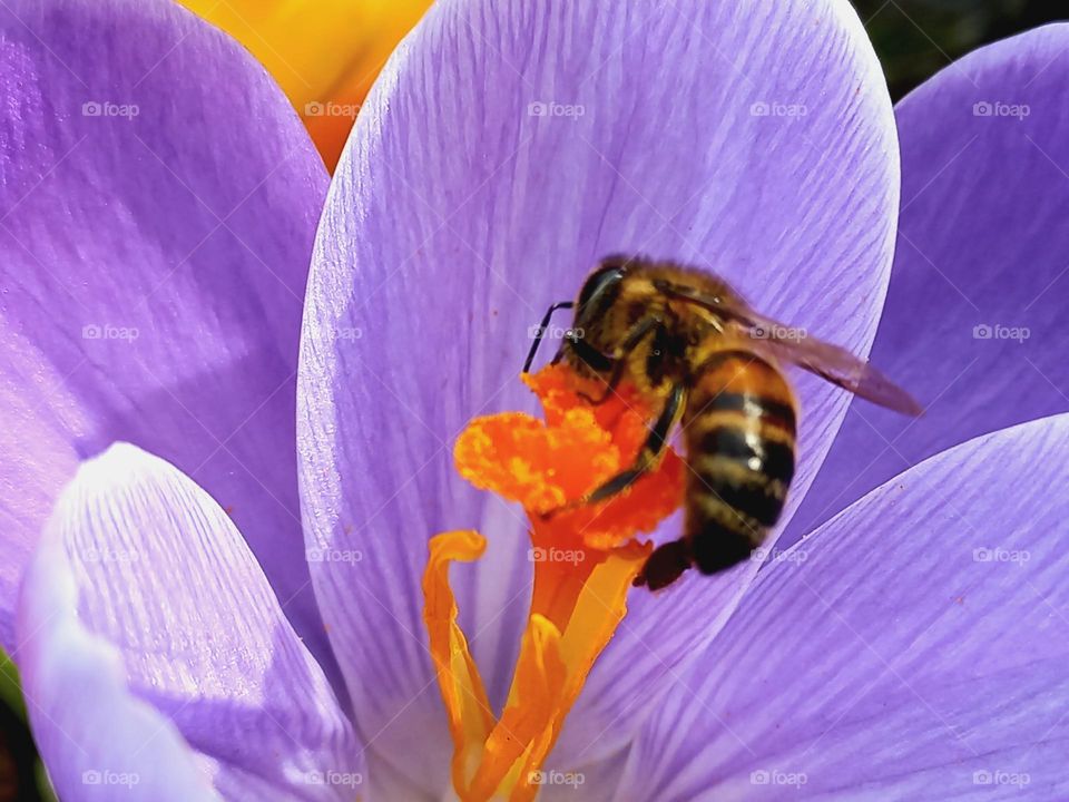 bee hovering over crocuses early spring !