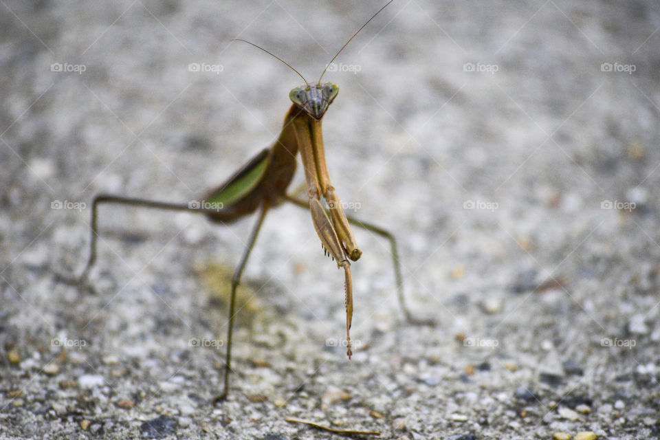 Spotted this Praying Mantis on my driveway one afternoon 