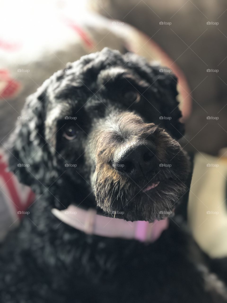 Bernadoodle closeup pink collar