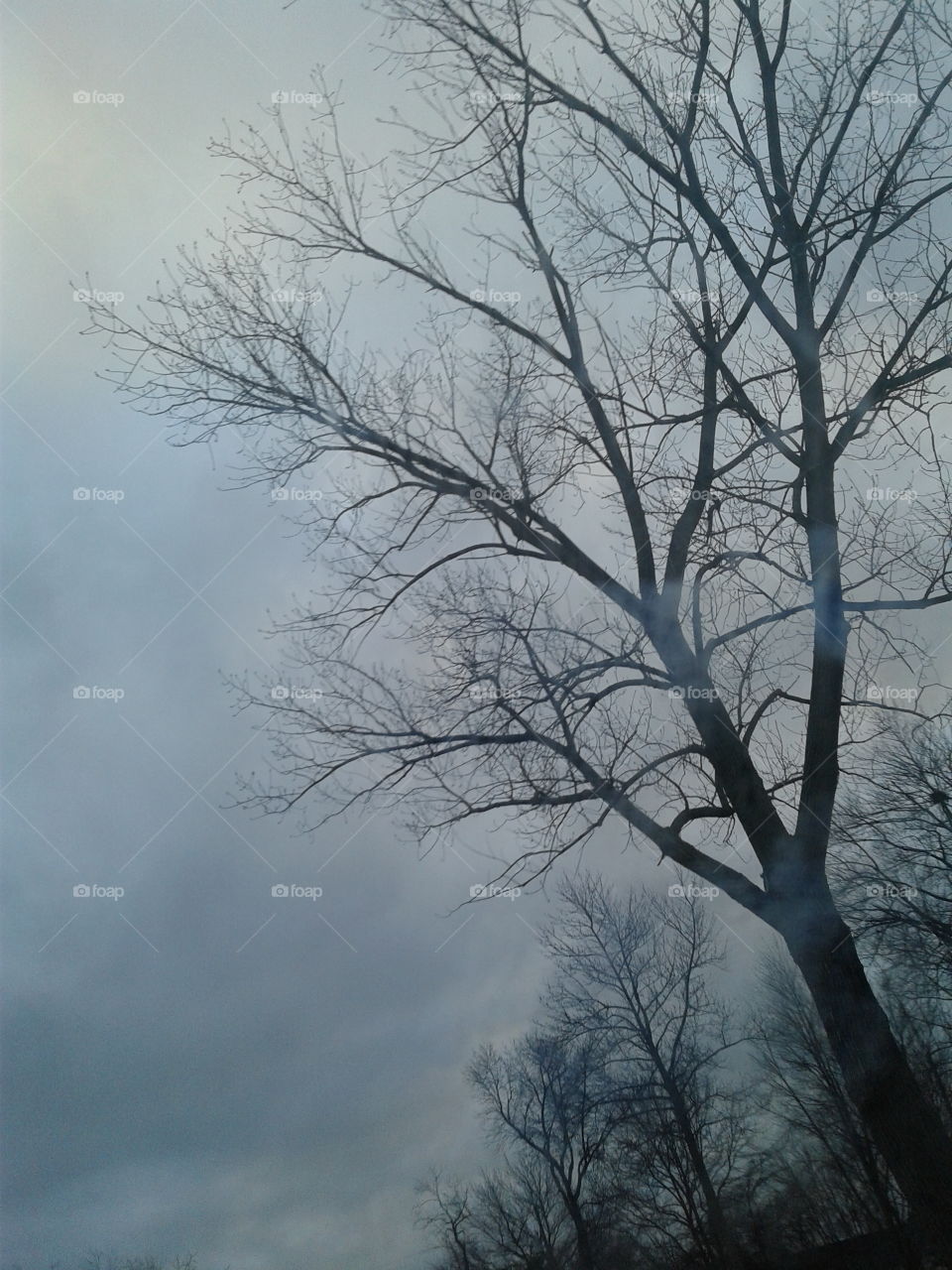 Fog Tree and Blue Skies